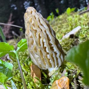 Black Morel