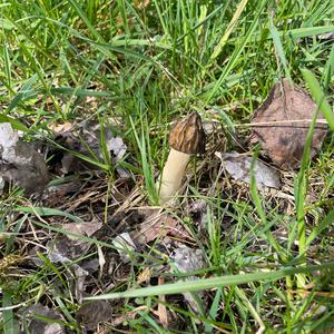 Stinkhorn, Common