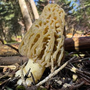 Black Morel