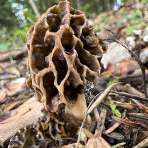 Yellow Morel