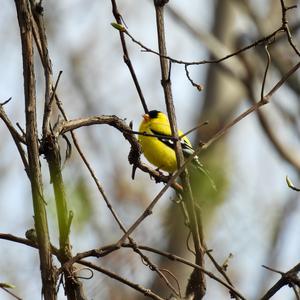 American Goldfinch