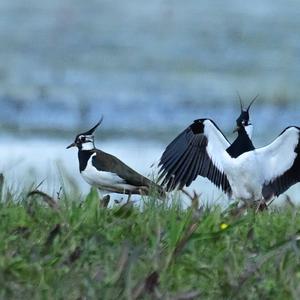 Northern Lapwing