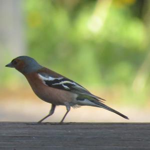 Eurasian Chaffinch