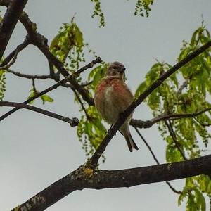 Eurasian Linnet