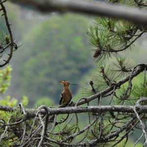 Eurasian Hoopoe