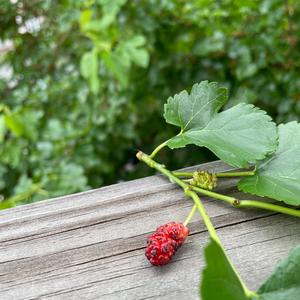 Unknown Species