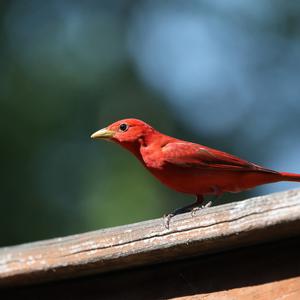 Summer Tanager