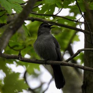 Grey Catbird