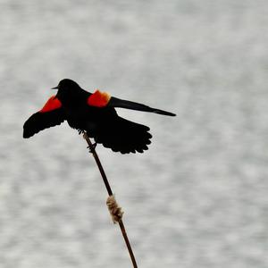 Red-winged Blackbird