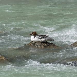 Common Merganser