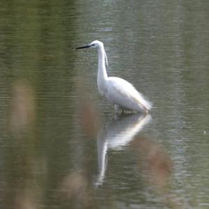 Little Egret