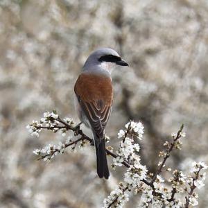 Red-backed Shrike