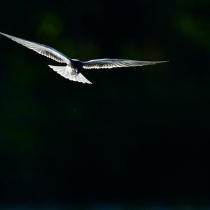 Black Tern