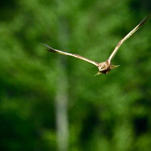 Western Marsh-harrier