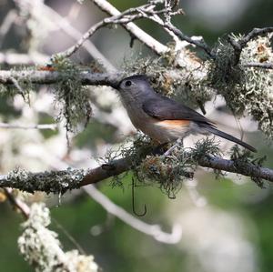 Tufted Titmouse