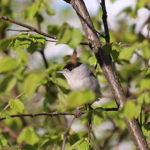 Blackcap