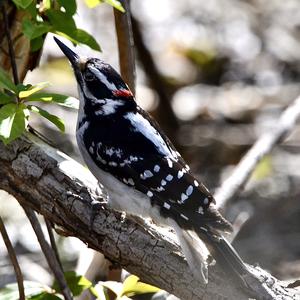 Hairy Woodpecker