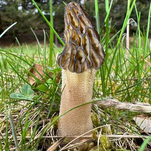 Black Morel