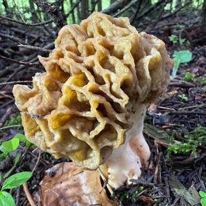 Yellow Morel