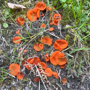 Orange Peel Fungus