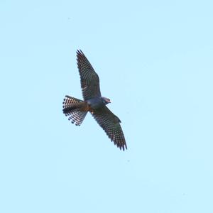 Red-footed Falcon