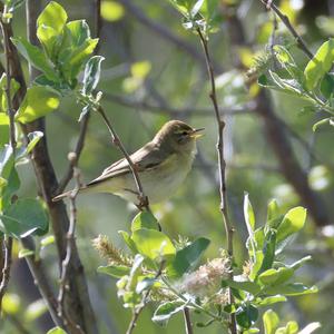 Willow Warbler