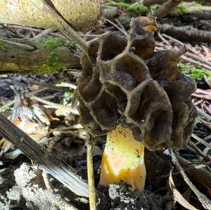 Yellow Morel