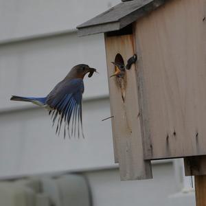 Eastern Bluebird