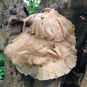 Oyster Mushroom