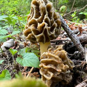 Yellow Morel