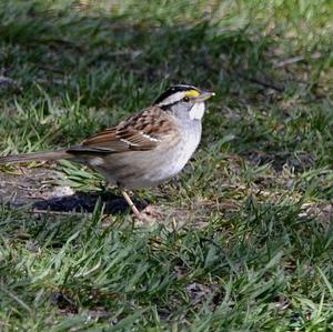 White-throated Sparrow