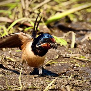 Barn Swallow