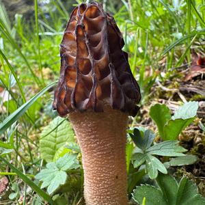 Black Morel