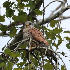 Common Kestrel