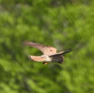 Common Kestrel