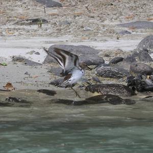 Common Redshank