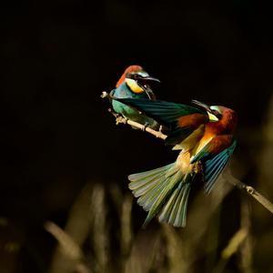 European Bee-eater