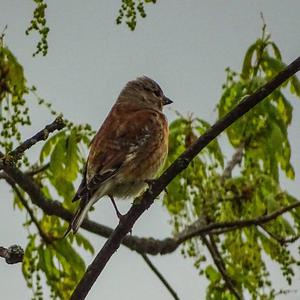 Eurasian Linnet