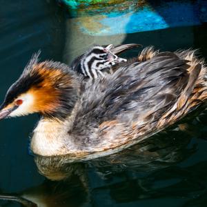 Great Crested Grebe