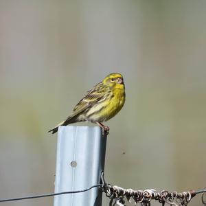 European Serin