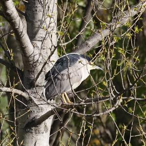 Black-crowned Night-heron