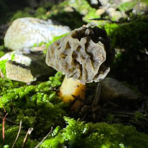 Yellow Morel