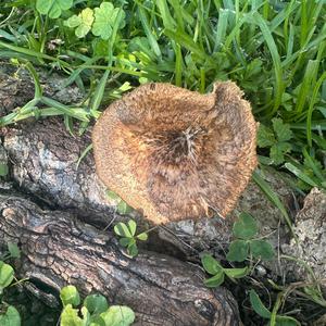 Chanterelle, Common