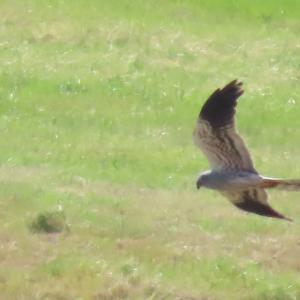 Montagu's Harrier