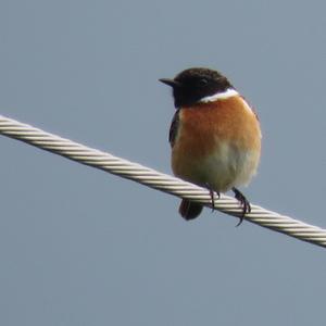 European stonechat