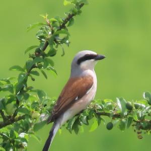 Red-backed Shrike