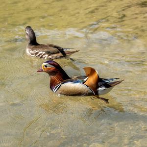 Mandarin Duck