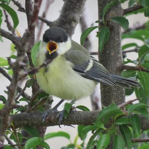 Great Tit