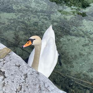 Mute Swan