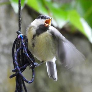 Great Tit